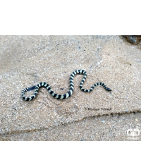 گونه مار دریایی خلیج فارس Persian Gulf Sea Snake 